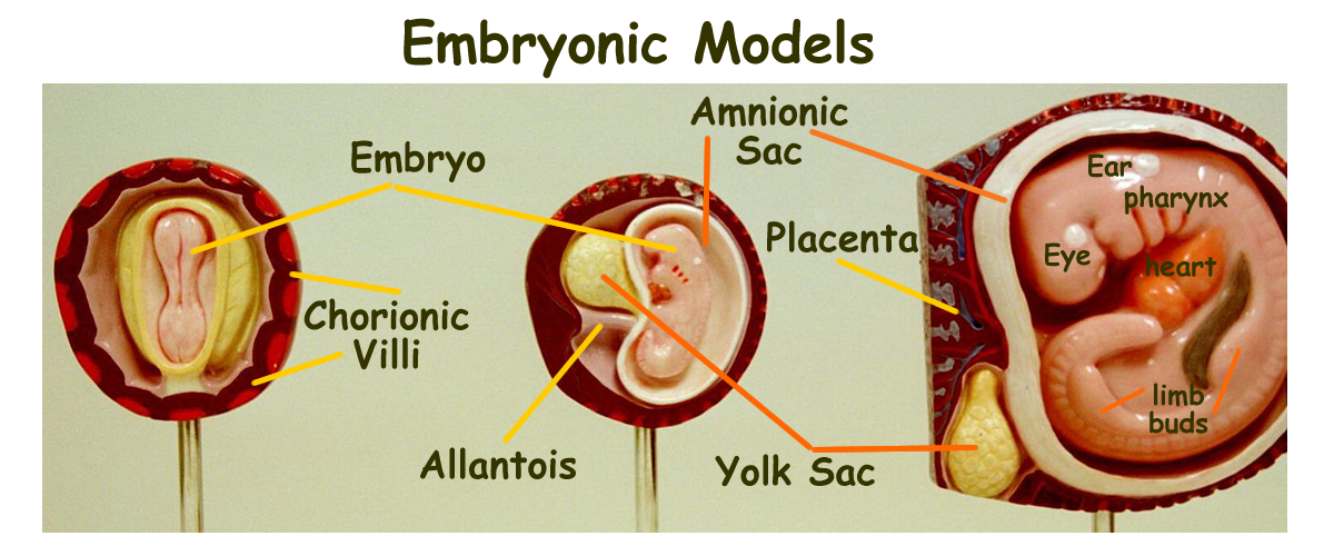 Biology 2404 Tissues